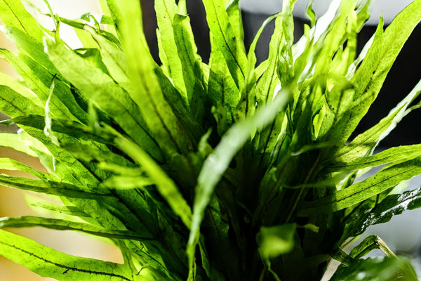 Trident Fern (Microsorum pteropus 'Trident') - Superior Shrimp & Aquatics