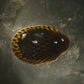 Turtle Nerite Snail (Septaria porcellana) - Snails