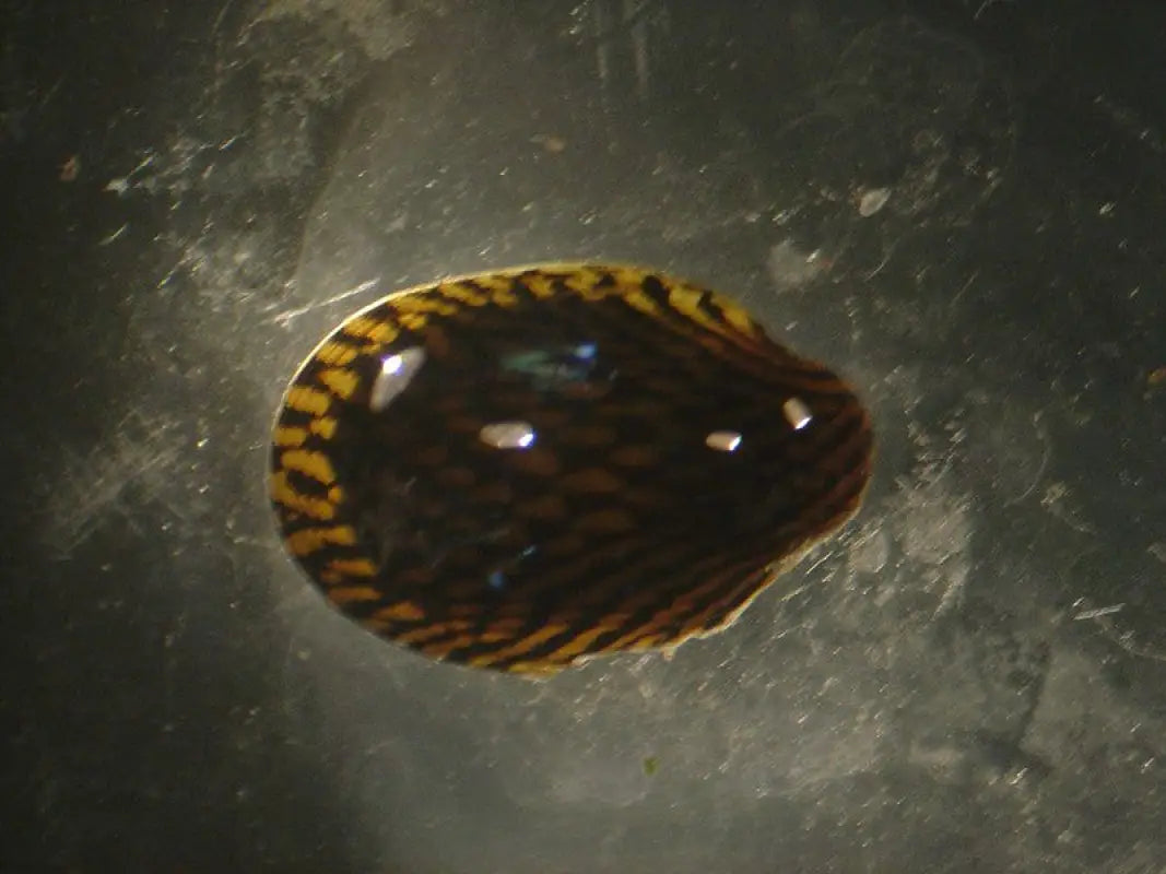 Turtle Nerite Snail (Septaria porcellana) - Snails