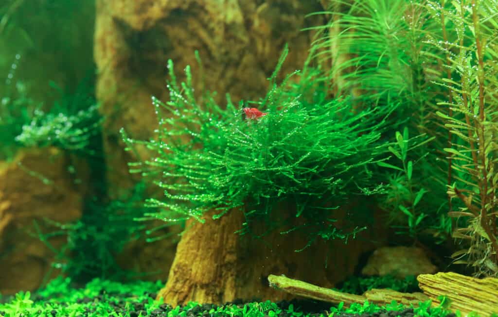 Java moss Taxiphyllum barbieri growing densely in freshwater aquarium