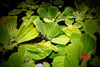 Water Lettuce (Pistia stratiotes) - Superior Shrimp & Aquatics