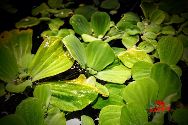 Water Lettuce (Pistia stratiotes) - Superior Shrimp & Aquatics