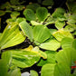 Water Lettuce (Pistia stratiotes) - Superior Shrimp & Aquatics