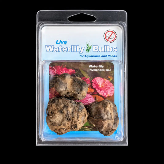 Water Lily Bulbs (2-Pack) - Plant