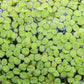 Water Spangles (Salvinia Minima) - Superior Shrimp & Aquatics