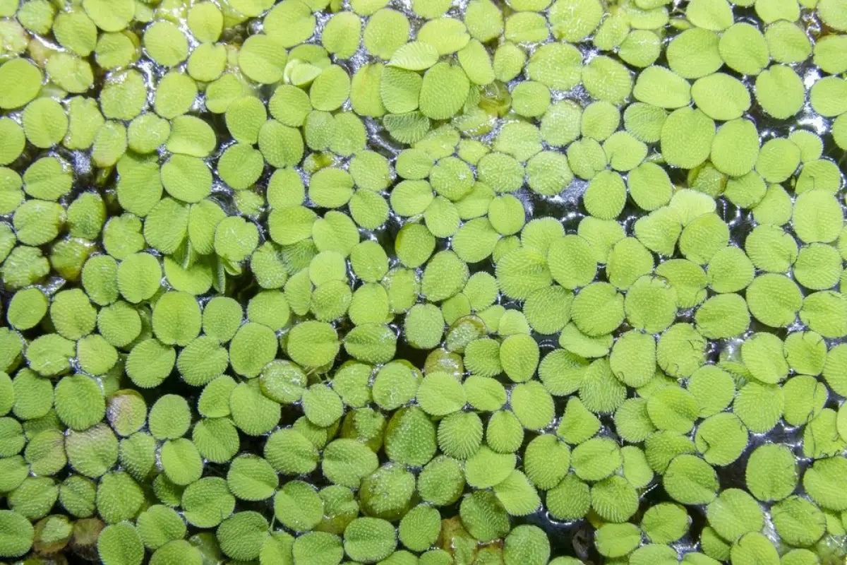 Water Spangles (Salvinia Minima) - Superior Shrimp & Aquatics