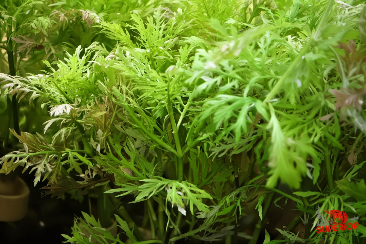 Water Wisteria (Hygrophila difformis) - Superior Shrimp & Aquatics