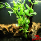 Water Wisteria (Hygrophila difformis) - Superior Shrimp & Aquatics