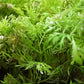 Water Wisteria (Hygrophila difformis) - Superior Shrimp & Aquatics