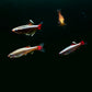 White Cloud Mountain Minnows (Tanichthys albonubes)