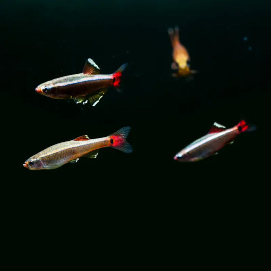 White Cloud Mountain Minnows (Tanichthys albonubes)