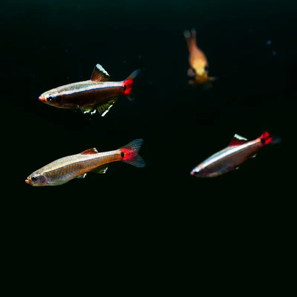 White Cloud Mountain Minnows (Tanichthys albonubes)