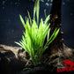 Willow Hygro (Hygrophila Angustifolia) - Superior Shrimp & Aquatics