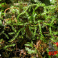 Willow Moss (Fontinalis antipyretica) - Superior Shrimp & Aquatics