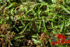 Willow Moss (Fontinalis antipyretica) - Superior Shrimp & Aquatics