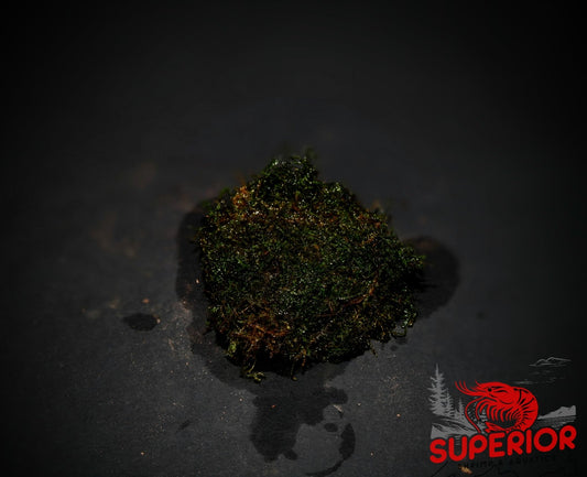 Willow Moss (Fontinalis antipyretica) - Superior Shrimp & Aquatics