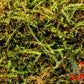 Willow Moss (Fontinalis antipyretica) - Superior Shrimp & Aquatics