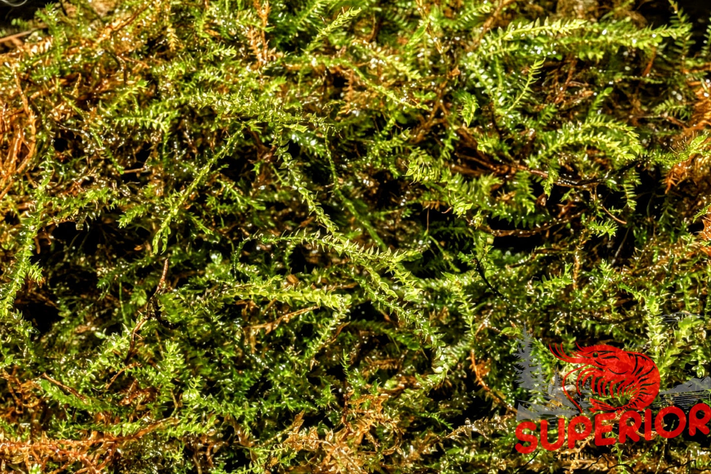 Willow Moss (Fontinalis antipyretica) - Superior Shrimp & Aquatics