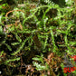 Willow Moss (Fontinalis antipyretica) - Superior Shrimp & Aquatics