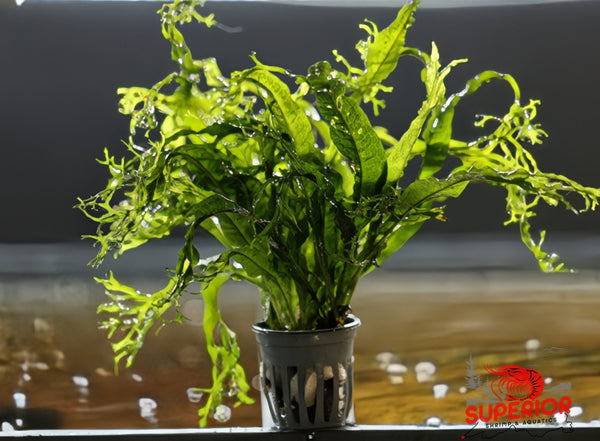 Windelov Fern (Microsorum pteropus ‘Windelov’) - Superior Shrimp & Aquatics