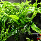 Windelov Fern (Microsorum pteropus ‘Windelov’) - Superior Shrimp & Aquatics
