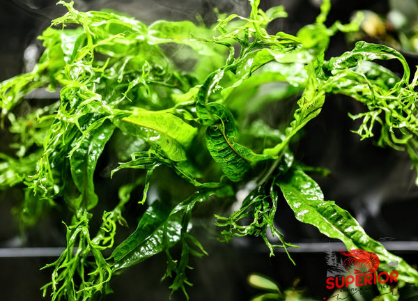 Windelov Fern (Microsorum pteropus ‘Windelov’) - Superior Shrimp & Aquatics