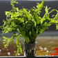 Windelov Fern (Microsorum pteropus ‘Windelov’) - Superior Shrimp & Aquatics