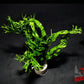 Windelov Java Fern (Microsorum pteropus ‘Windelov’) - Superior Shrimp & Aquatics