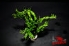 Windelov Java Fern (Microsorum pteropus ‘Windelov’) - Superior Shrimp & Aquatics