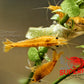 Yellow Goldenback Shrimp - Superior Shrimp & Aquatics