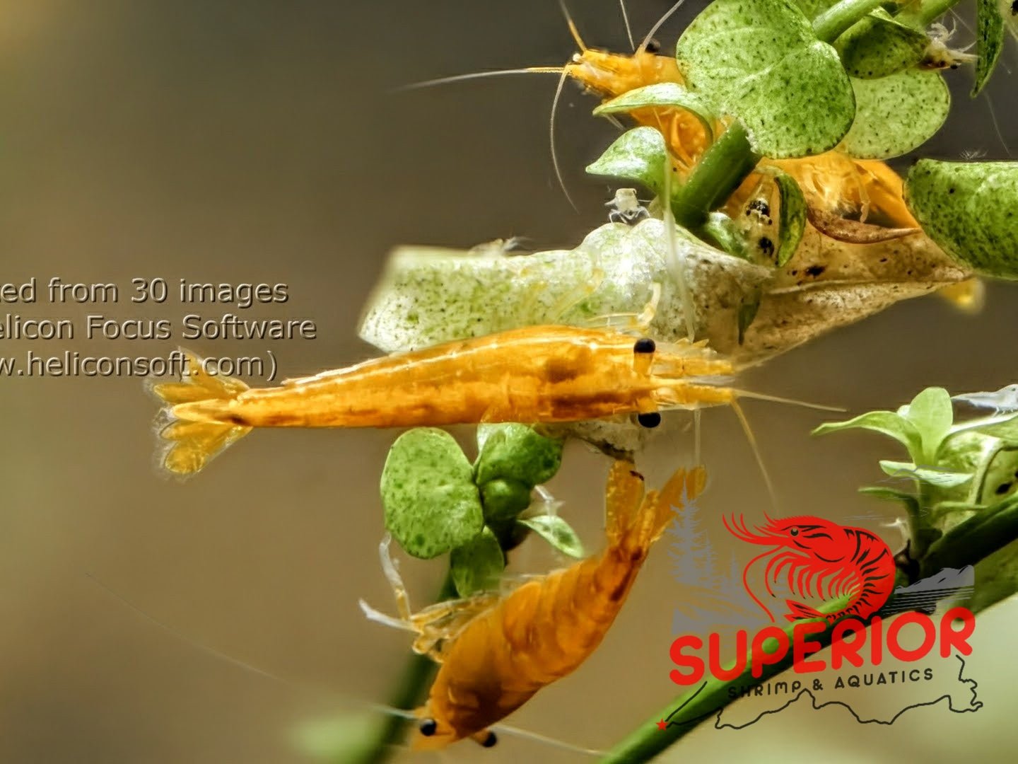 Yellow Goldenback Shrimp - Superior Shrimp & Aquatics