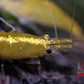 Yellow Goldenback Shrimp - Superior Shrimp & Aquatics