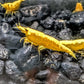 Yellow Goldenback Shrimp (S Grade) - Shrimp