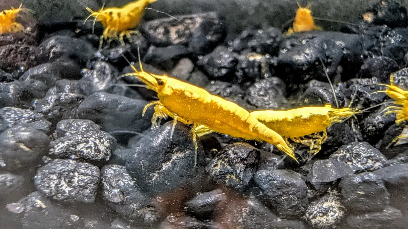 Yellow Goldenback Shrimp (S Grade) - Shrimp