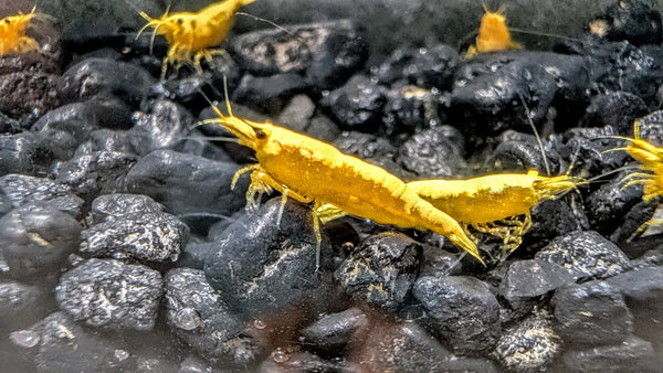 Yellow Goldenback Shrimp (S Grade) - Shrimp