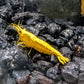 Yellow Goldenback Shrimp (S Grade) - Shrimp