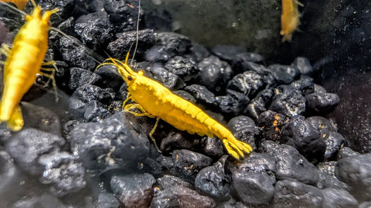 Yellow Goldenback Shrimp (S Grade) - Shrimp