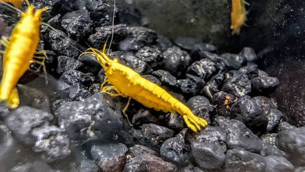 Yellow Goldenback Shrimp (S Grade) - Shrimp