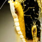Yellow Goldenback Shrimp (Thick Backline) - Shrimp