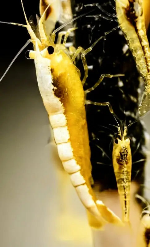 Yellow Goldenback Shrimp (Thick Backline) - Shrimp