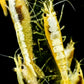 Yellow Goldenback Shrimp (Thick Backline) - Shrimp