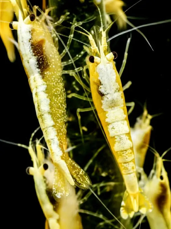 Yellow Goldenback Shrimp (Thick Backline) - Shrimp