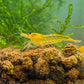 Yellow King Kong Shrimp - Shrimp