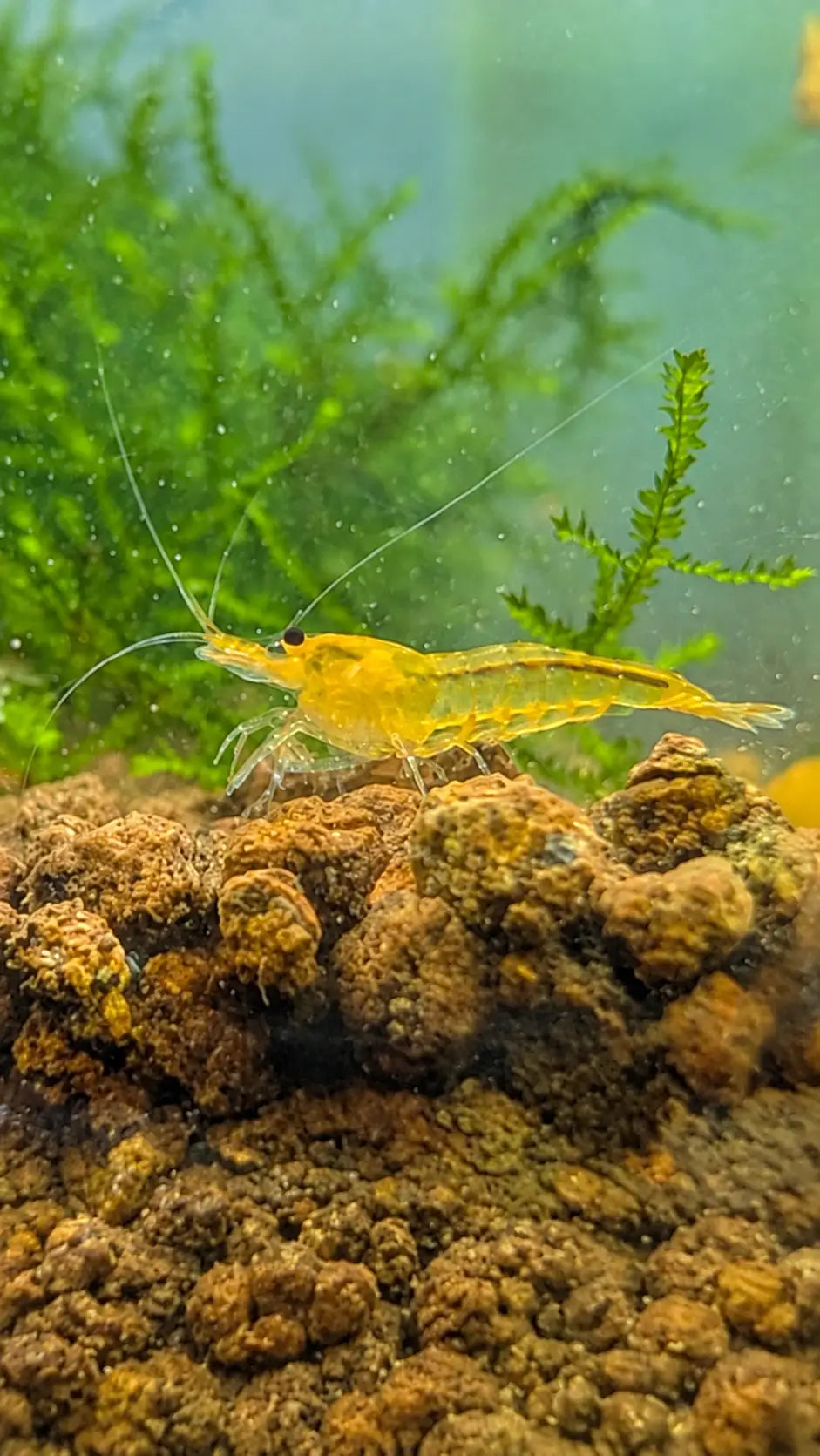 Yellow King Kong Shrimp - Shrimp