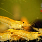 Yellow Shrimp - Superior Shrimp & Aquatics