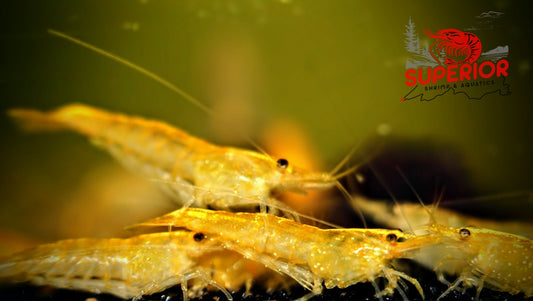 Yellow Shrimp - Superior Shrimp & Aquatics