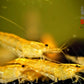 Yellow Shrimp - Superior Shrimp & Aquatics