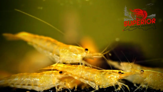 Yellow Shrimp - Superior Shrimp & Aquatics