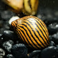 Zebra Nerite Snail (Neritina natalensis) - Superior Shrimp & Aquatics