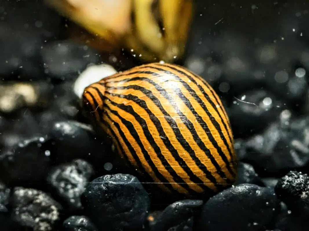 Zebra Nerite Snail (Neritina natalensis) - Superior Shrimp & Aquatics